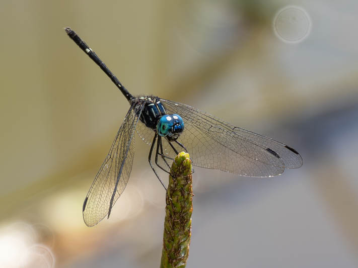 Dythemis nigra (Blue-eyed Setwing) male-2.jpg